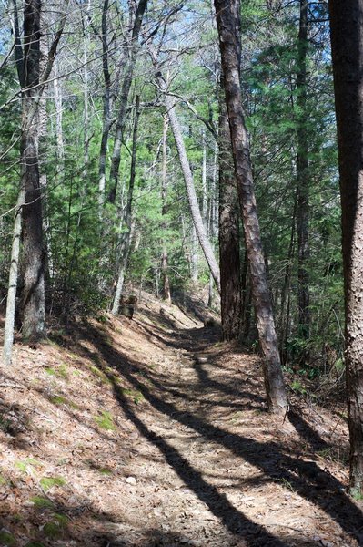 The trail as it follow Turkeypen Ridge.