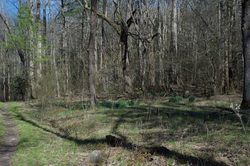 The daffodils are usually seen around old homesites. Here, the trail opens up where old farms and homesites once existed.