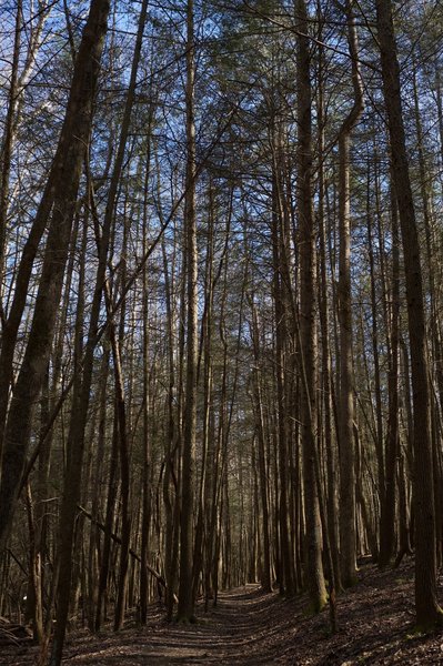 The trail moves through tall trees between Laurel Creek Road and Crib Gap Trail.