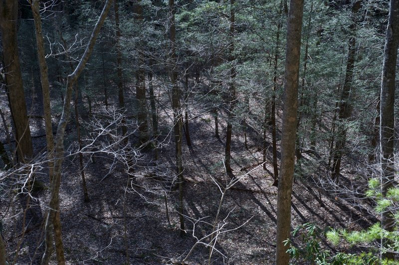 Looking down from the trail into the bottomland. This may have been cleared farmland at one point.