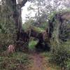 The trail goes under a large broken branch. The trail has now been rerouted out from under this branch.