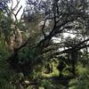 The trail going under an old live oak tree.