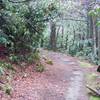 Anthony Creek Trail as it works its way through a rhododendron forest.