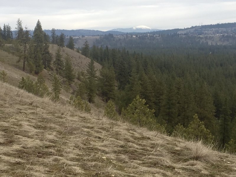 View of Mt Spokane from Trail 25 off Inland Rd.