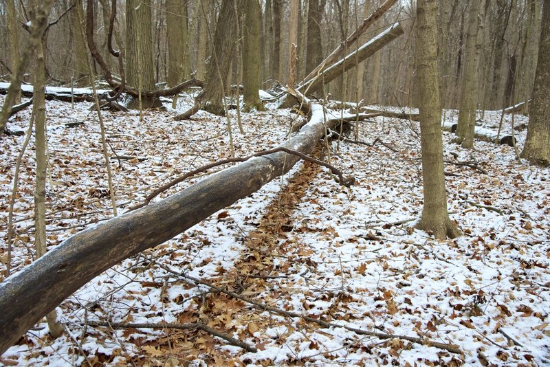 A snow shadow from a fallen log.