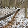 A snow shadow from a fallen log.