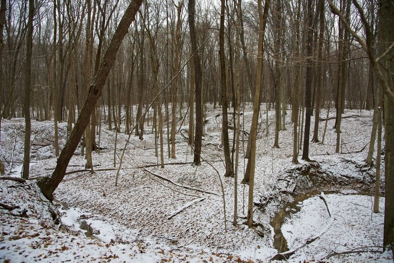 Wooded ravine in the wintertime.