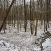 Wooded ravine in the wintertime.