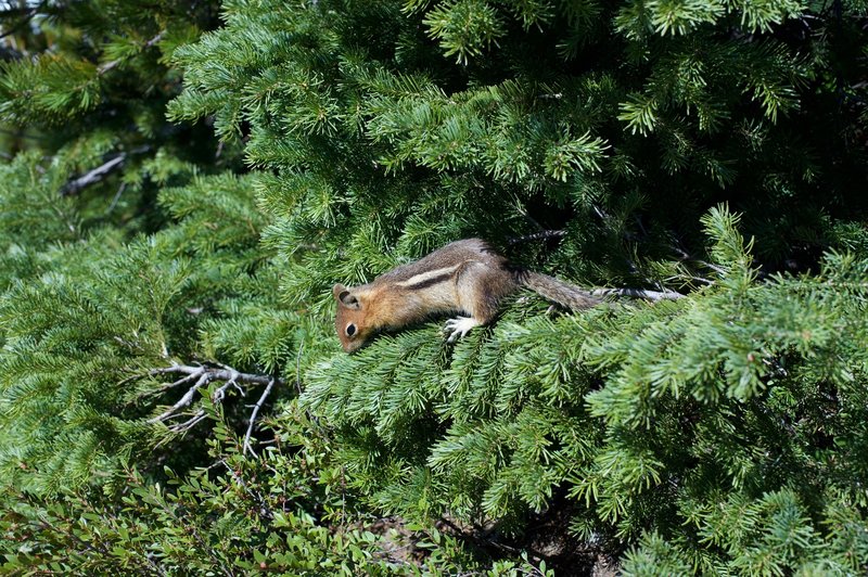 You'll never know what you are going to run into on the trail. This little chipmunk is looking for food along the trail.