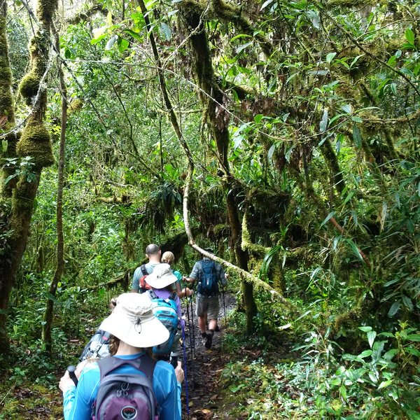 This section of the trail feels like jungle. Dense green vegetation, lots of moss, and lots of plant variety.