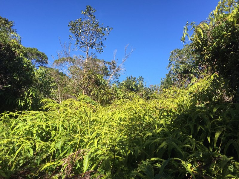 Uluhe ferns just at trail edge.