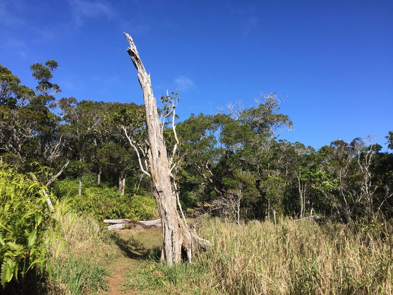 It's a little more open on the Na Pali side of the trail.