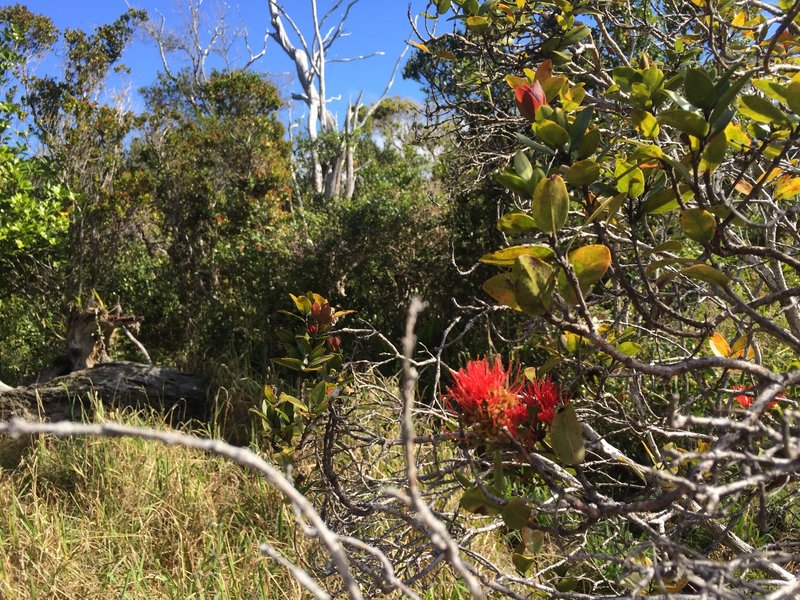 Ohia flower.