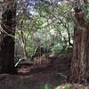 Two redwood trees right off the trail.