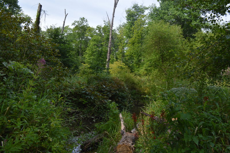 The view over the stream along the trail at Crow's Nest Preserve.