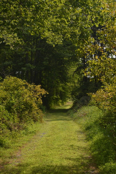 The trail from the woods to the meadow at Crow's Nest Preserve.