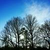 Stand of trees in City Park.