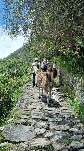 Llamas share the trail on the way up to the Sun Gate. They are bigger than they look - watch your step so they don't bump you off the trail. Note the paving stones - the surface can be uneven at times.