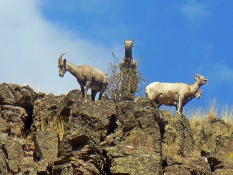 Big Horn Sheep above Asotin Creek Trail.