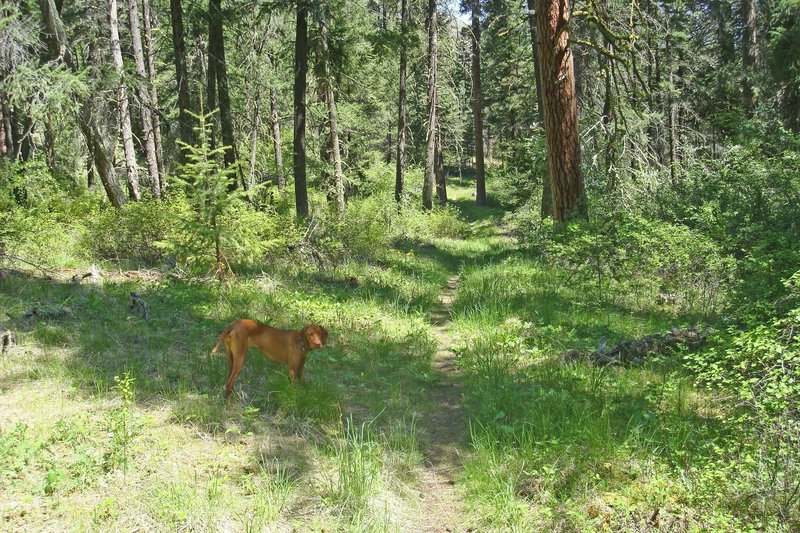 North Pinkham Trail and the runner dog Coffey.