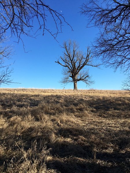 A lone tree in a field along the Red Trail in Shawnee Mission Park.