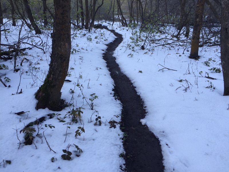 Winding through the trees in the snow.