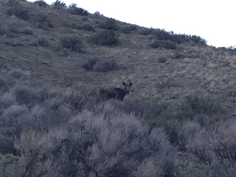 Moose spying on me while running.