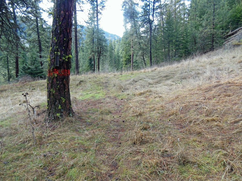 Turn right here off of North Asotin Creek Trail to find North Pinkham Trail.