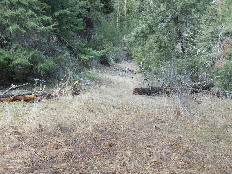 The bottom end of North Pinkham Trail as seen from North Asotin Creek Trail.