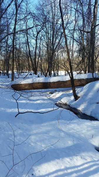 Looking downstream at the Neal Thorpe Trail, January 2016