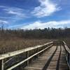 Wildlife observation boardwalk at Gibson Park