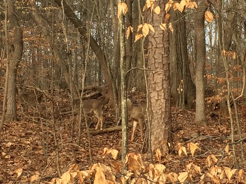 Deer at Salem Lake