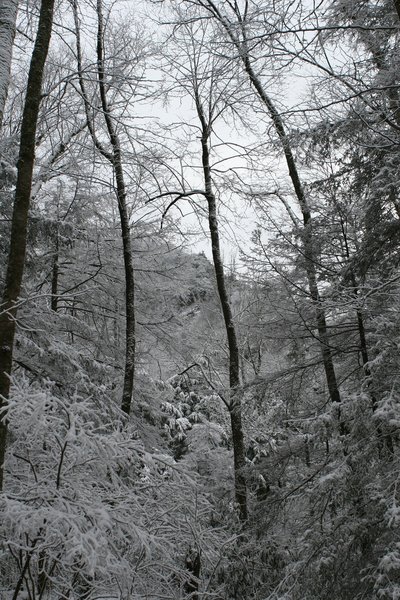Looking up through the trees covered in snow and frost while on the Porters Creek Trail.