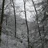 Looking up through the trees covered in snow and frost while on the Porters Creek Trail.