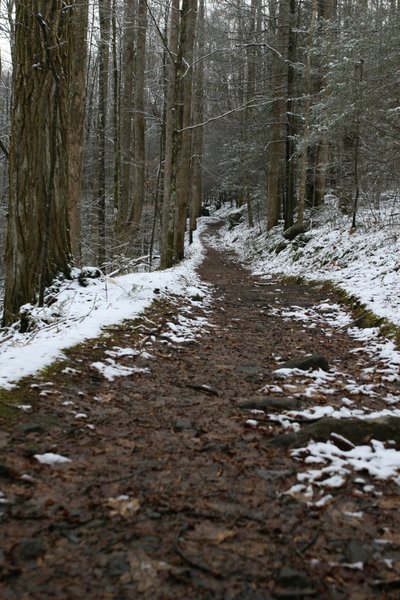 The trail through the woods.