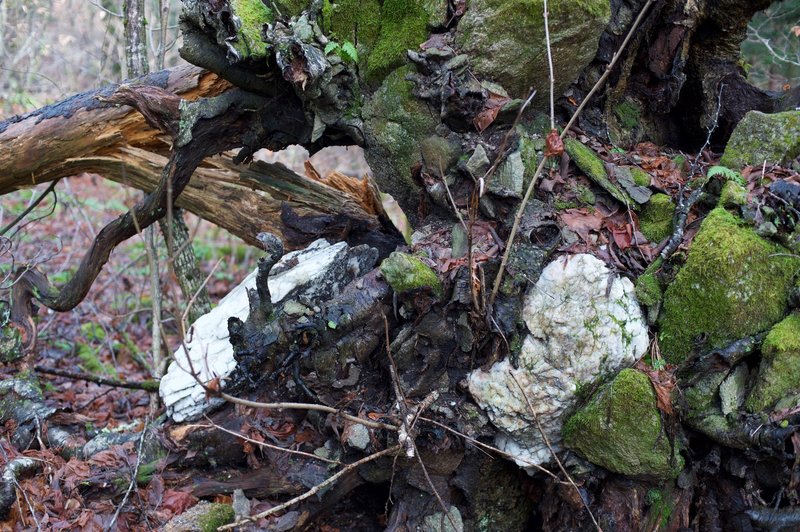 The area is rocky as evidenced by the trees that fall over having rocks intertwined with the roots.