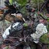 The area is rocky as evidenced by the trees that fall over having rocks intertwined with the roots.