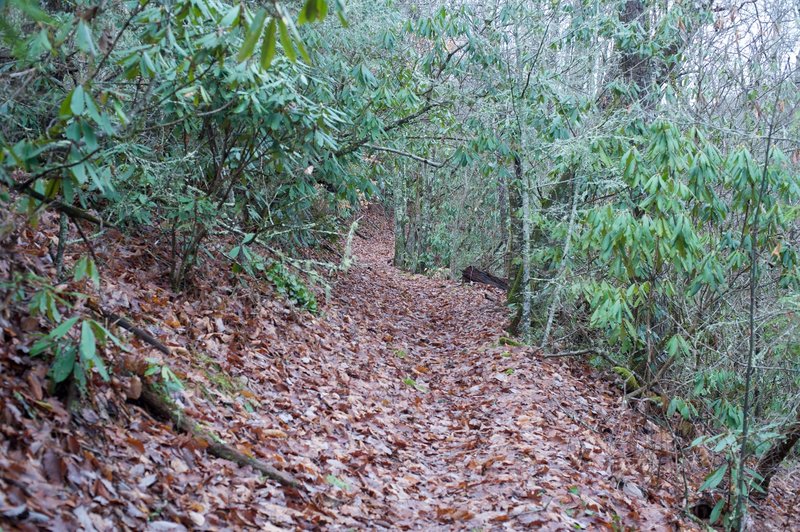 The Sluice Gap Trail as it descends along the ridge.  Covered with leaves in the fall or winter, rocks and roots can be hidden and trip you up if you aren't watching where you go.