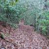 The Sluice Gap Trail as it descends along the ridge.  Covered with leaves in the fall or winter, rocks and roots can be hidden and trip you up if you aren't watching where you go.