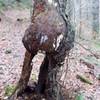 A burl on a dying tree along the trail.