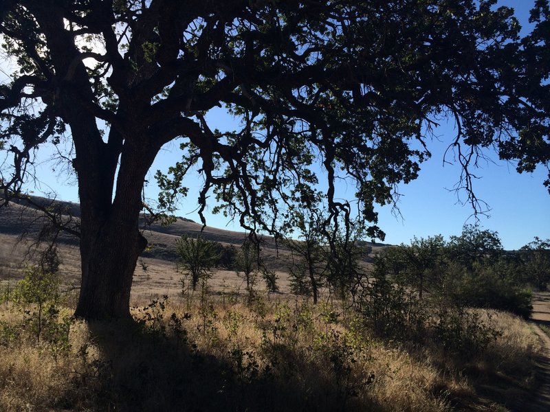 Cheeseboro Canyon is full of old beautiful oak trees.