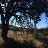 Cheeseboro Canyon is full of old beautiful oak trees.