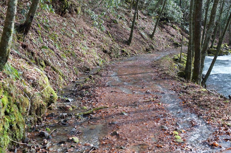 The trail can be wet if it's been raining recently. Make sure you wear appropriate footwear. The trail is wide from this point all the way to Smokemont.