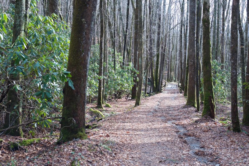 A pleasant walk in the woods. Rhododendron can be seen off to the sides, but it's not like the tunnels found in other parts of the park.