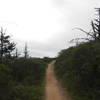 This part of the Dias Ridge Trail leads to the peak, just before you start your descent.  Look for the line of dead pines and you'll be past the half way point.  All downhill from here on the west direction.