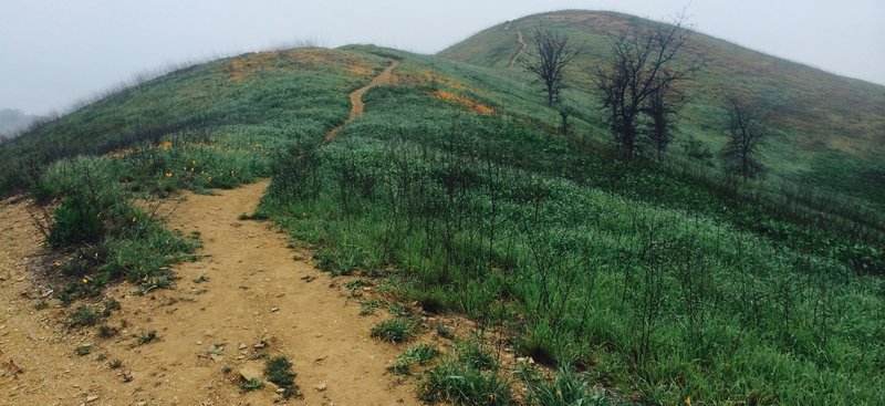 Those are poppies on the hill! This is the view looking to the right right before you cross your first bridge.