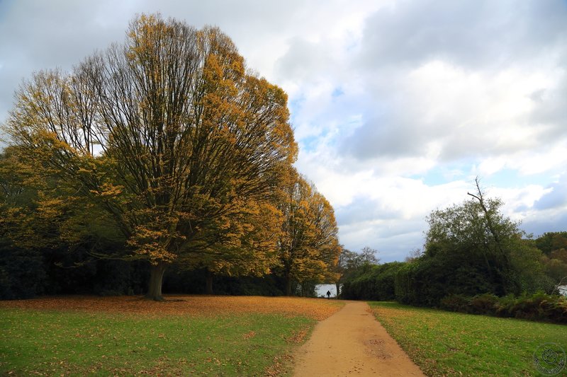 Windsor Great Park - Firework shaped trees.