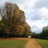 Windsor Great Park - Firework shaped trees.