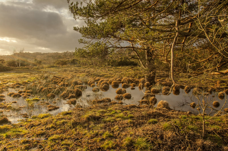 Weird flooded grass.