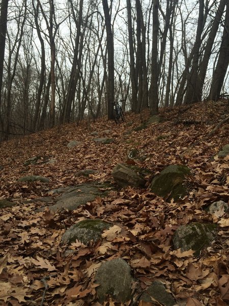 Rocks and leaves on the D Loop.